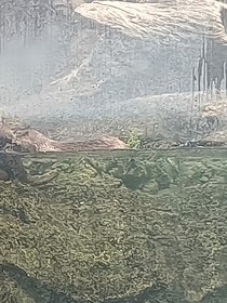 樊米斯寓言