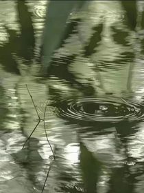 蓮花樓：清蓮相伴