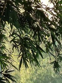 竹林乡