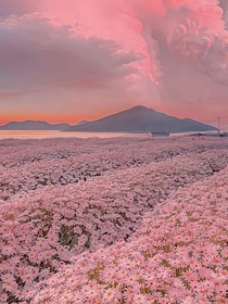 南晚芝夏