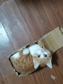 凹凸世界：冷面天使不說話