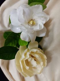 原創(chuàng)：雙花，落日余暉