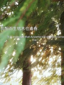 常青樹很長情