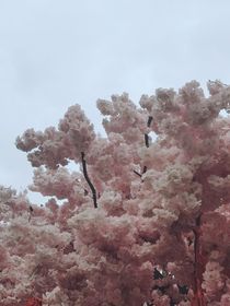 狐狸与算盘