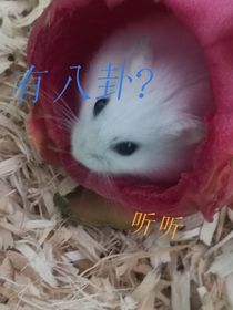 畜生校园的八卦