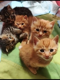 猪猪侠之超星学院小说