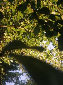 温辞远淮