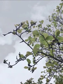 應(yīng)識(shí)寒洲
