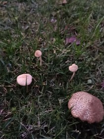 家教27