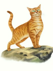 猫武士之火焰归来