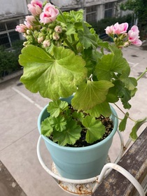 听雨烹茶