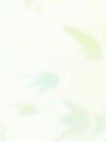 那年她消失了