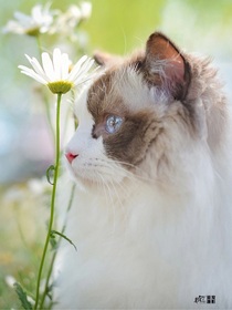 猫武士规则怪谈