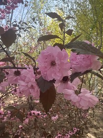 古城花落