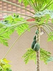 综影：只想躺平睡大觉