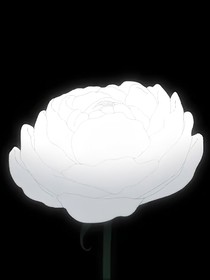 我的白槿