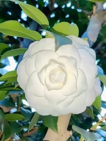 草寸香