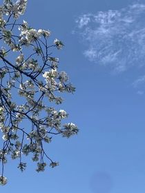 烬夏