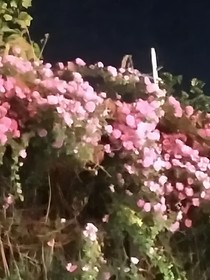 穿越魏晋和男神谈恋