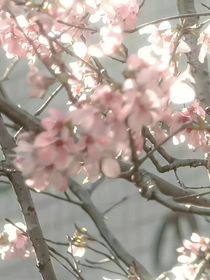 全新喜灰之以月為中心