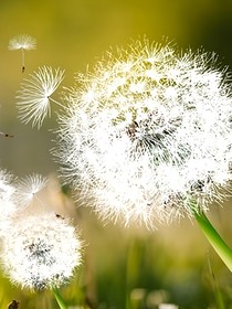 蒲公英的归处