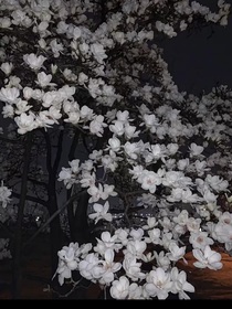 天使的坠落，无尽的错误