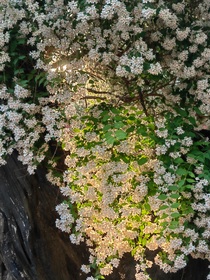 唱醉花间