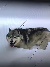 狼王梦紫黑重生