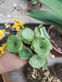 我在清朝末年当道长
