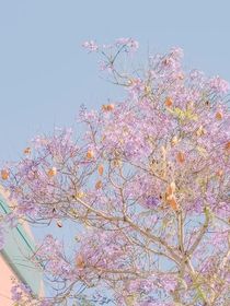 朝花木棲