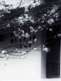 长骨深风