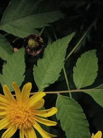 不歸不歸