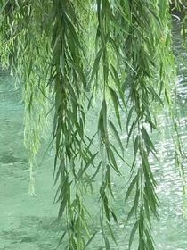 柳丝