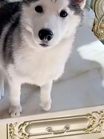 更新少年派