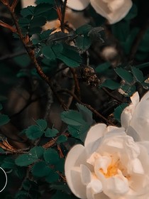 恶毒女配逆袭ing