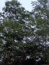明灯一直在
