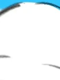 满城槐花烂漫
