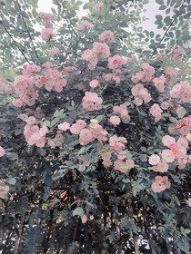 神兵小將：長廝守