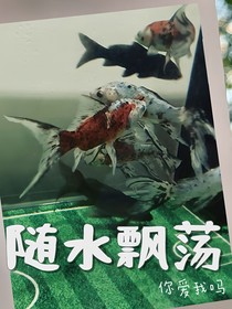 随水飘荡