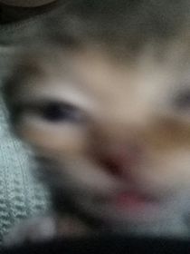 拉不拉拉布拉多