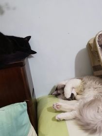 喵喵摆烂篇