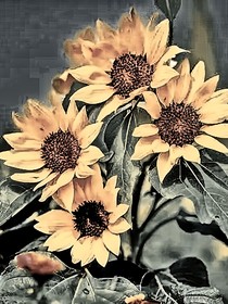 不是向陽花