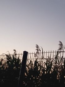 月亮碎碎念