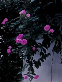 不期而至的夏天，你好