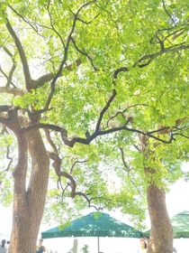 她認(rèn)為他很好