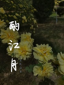 酌江月