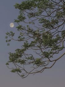 霜落不见枫