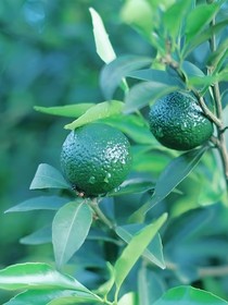 那年的青橘树