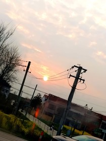 又是一季柳絮飞，