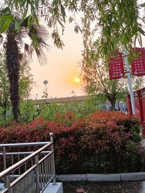 茉黎花